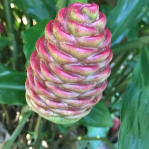 Shampoo Ginger Plant, Red Top Ginger, 5-9