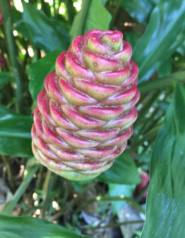 Shampoo Ginger Plant, Red Top Ginger, 5-9" Tall, No Pot