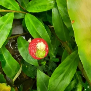 Shampoo Ginger Plant, Red Top Ginger, 5-9