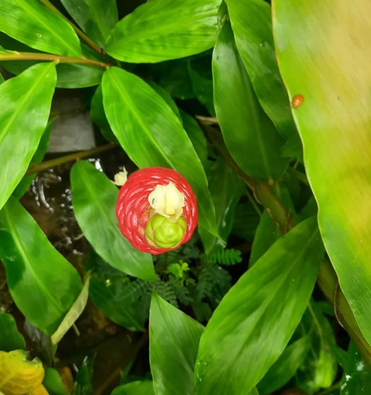 Shampoo Ginger Plant, Red Top Ginger, 5-9" Tall, No Pot