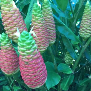 Shampoo Ginger Plant, Red Top Ginger, 5-9