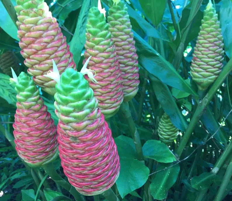 Shampoo Ginger Plant, Red Top Ginger, 5-9" Tall, No Pot