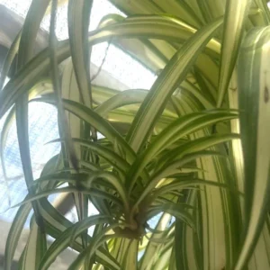 Spider Plant Live Plant 5-7 Inches Variegated Indoor Houseplant Easy Care
