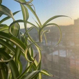 Spider Plant Live Plant 5-7 Inches Variegated Indoor Houseplant Easy Care