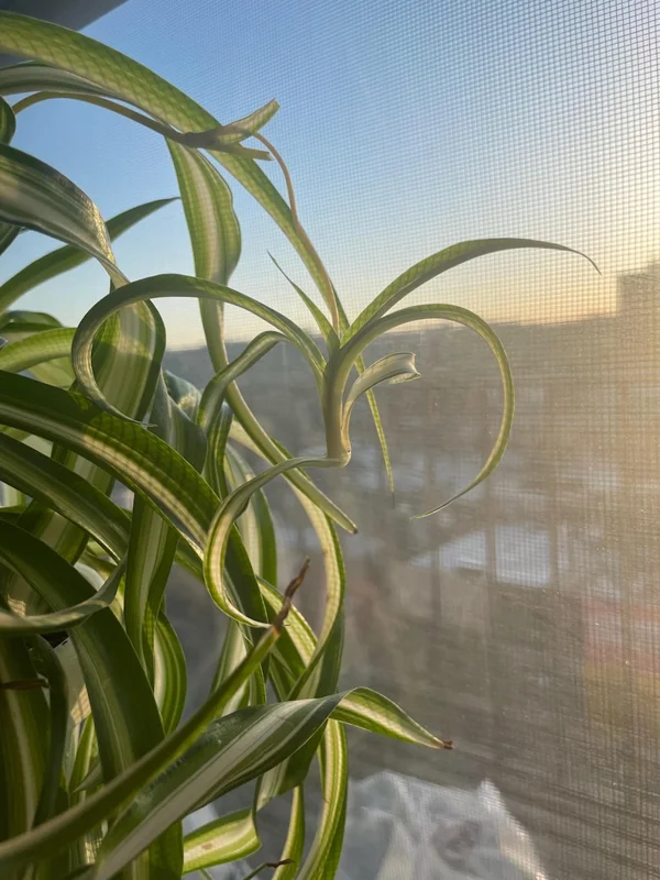 Spider Plant Live Plant 5-7 Inches Variegated Indoor Houseplant Easy Care