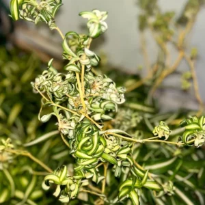 Spider Plant Live Plant 5-7 Inches Variegated Indoor Houseplant Easy Care