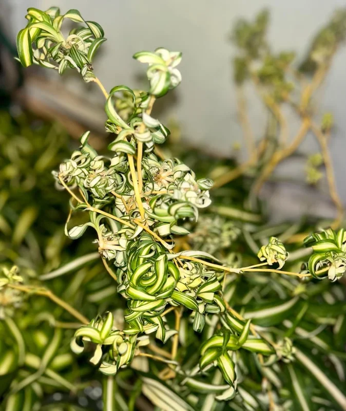 Spider Plant Live Plant 5-7 Inches Variegated Indoor Houseplant Easy Care