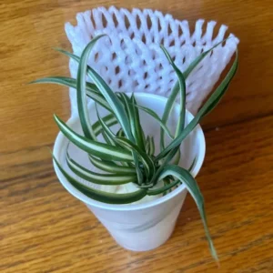 Spider Plant Live Plant 5-7 Inches Variegated Indoor Houseplant Easy Care