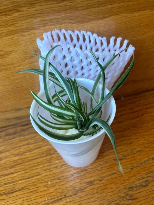 Spider Plant Live Plant 5-7 Inches Variegated Indoor Houseplant Easy Care