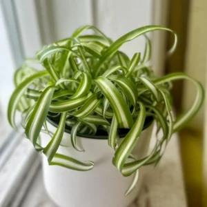 Spider Plant Live Plant 5-7 Inches Variegated Indoor Houseplant Easy Care