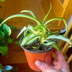 Spider Plant Live Plant 5-7 Inches Variegated Indoor Houseplant Easy Care