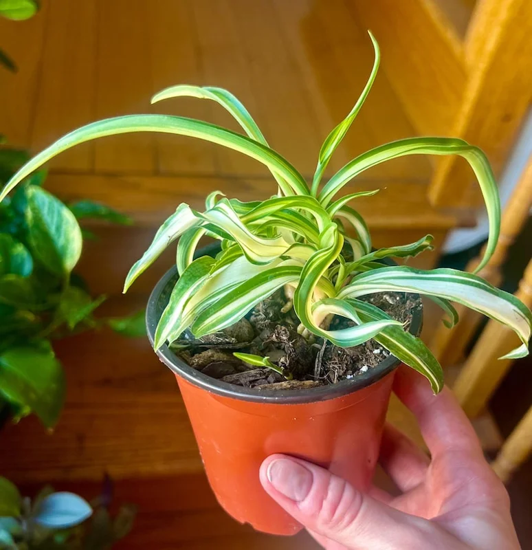 Spider Plant Live Plant 5-7 Inches Variegated Indoor Houseplant Easy Care