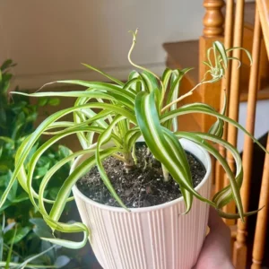 Spider Plant Live Plant 5-7 Inches Variegated Indoor Houseplant Easy Care