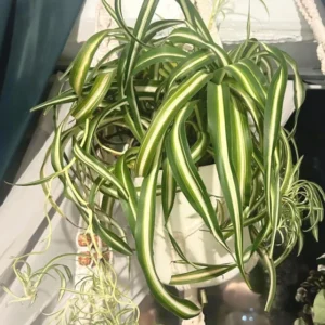 Spider Plant Live Plant 5-7 Inches Variegated Indoor Houseplant Easy Care