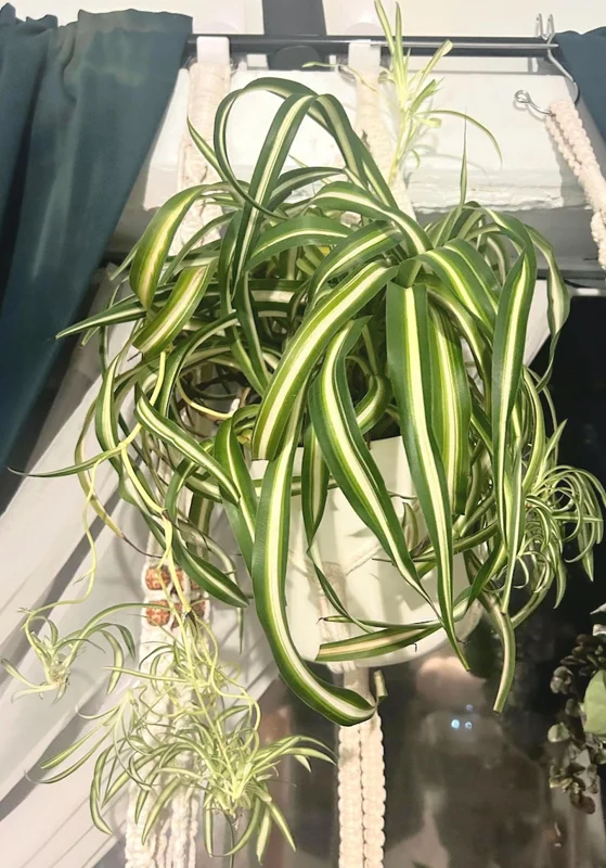 Spider Plant Live Plant 5-7 Inches Variegated Indoor Houseplant Easy Care