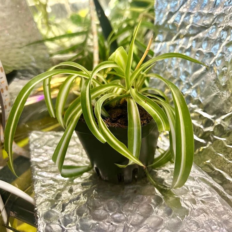 Spider Plant Live Plant 5-7 Inches Variegated Indoor Houseplant Easy Care