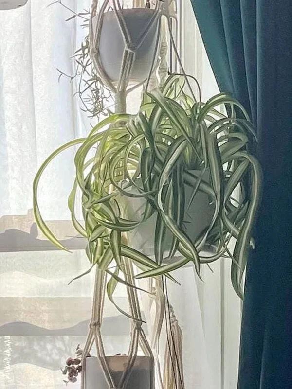 Spider Plant Live Plant 5-7 Inches Variegated Indoor Houseplant Easy Care