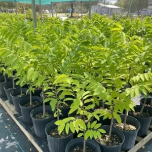 Sugar Apple Tree Live Plant in 5 Gallon Pot, 3-4 Feet Tall, Sweet Custard Apple Fruit Tree, Tropical Annona Squamosa Tree, No Ship to CA