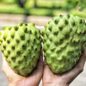 Sugar Apple Tree Live Plant in 5 Gallon Pot, 3-4 Feet Tall, Sweet Custard Apple Fruit Tree, Tropical Annona Squamosa Tree, No Ship to CA