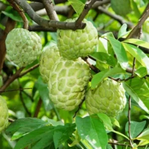 Sugar Apple Tree Live Plant in 5 Gallon Pot, 3-4 Feet Tall, Sweet Custard Apple Fruit Tree, Tropical Annona Squamosa Tree, No Ship to CA