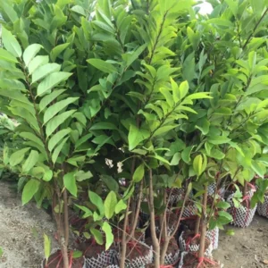 Sugar Apple Tree Live Plant in 5 Gallon Pot, 3-4 Feet Tall, Sweet Custard Apple Fruit Tree, Tropical Annona Squamosa Tree, No Ship to CA