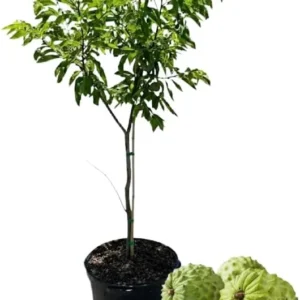 Sugar Apple Tree Live Plant in 5 Gallon Pot, 3-4 Feet Tall, Sweet Custard Apple Fruit Tree, Tropical Annona Squamosa Tree, No Ship to CA