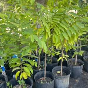 Sugar Apple Tree Live Plant in 5 Gallon Pot, 3-4 Feet Tall, Sweet Custard Apple Fruit Tree, Tropical Annona Squamosa Tree, No Ship to CA