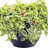 Variegated Baby Sun Rose Plant Live - Red Apple Ice Plant 4-6 Inch - Easy Grow Indoor Outdoor
