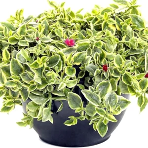 Variegated Baby Sun Rose Plant Live - Red Apple Ice Plant 4-6 Inch - Easy Grow Indoor Outdoor