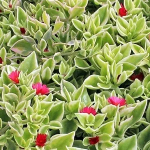Variegated Baby Sun Rose Plant Live - Red Apple Ice Plant 4-6 Inch - Easy Grow Indoor Outdoor