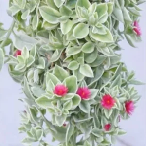 Variegated Baby Sun Rose Plant Live - Red Apple Ice Plant 4-6 Inch - Easy Grow Indoor Outdoor