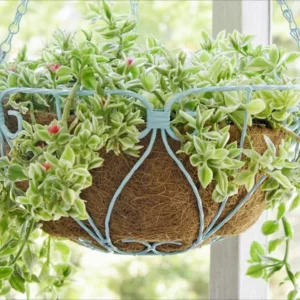 Variegated Baby Sun Rose Plant Live - Red Apple Ice Plant 4-6 Inch - Easy Grow Indoor Outdoor