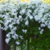 3 Sweet Autumn Clematis Live Plant 4" Pot - Fragrant White Blooms, Outdoor Vine - Image 1