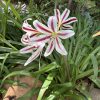 Red & White Crinum Lily Bulbs - 1 Count - Up to 2 ft Tall - Perennial Flower - Image 2