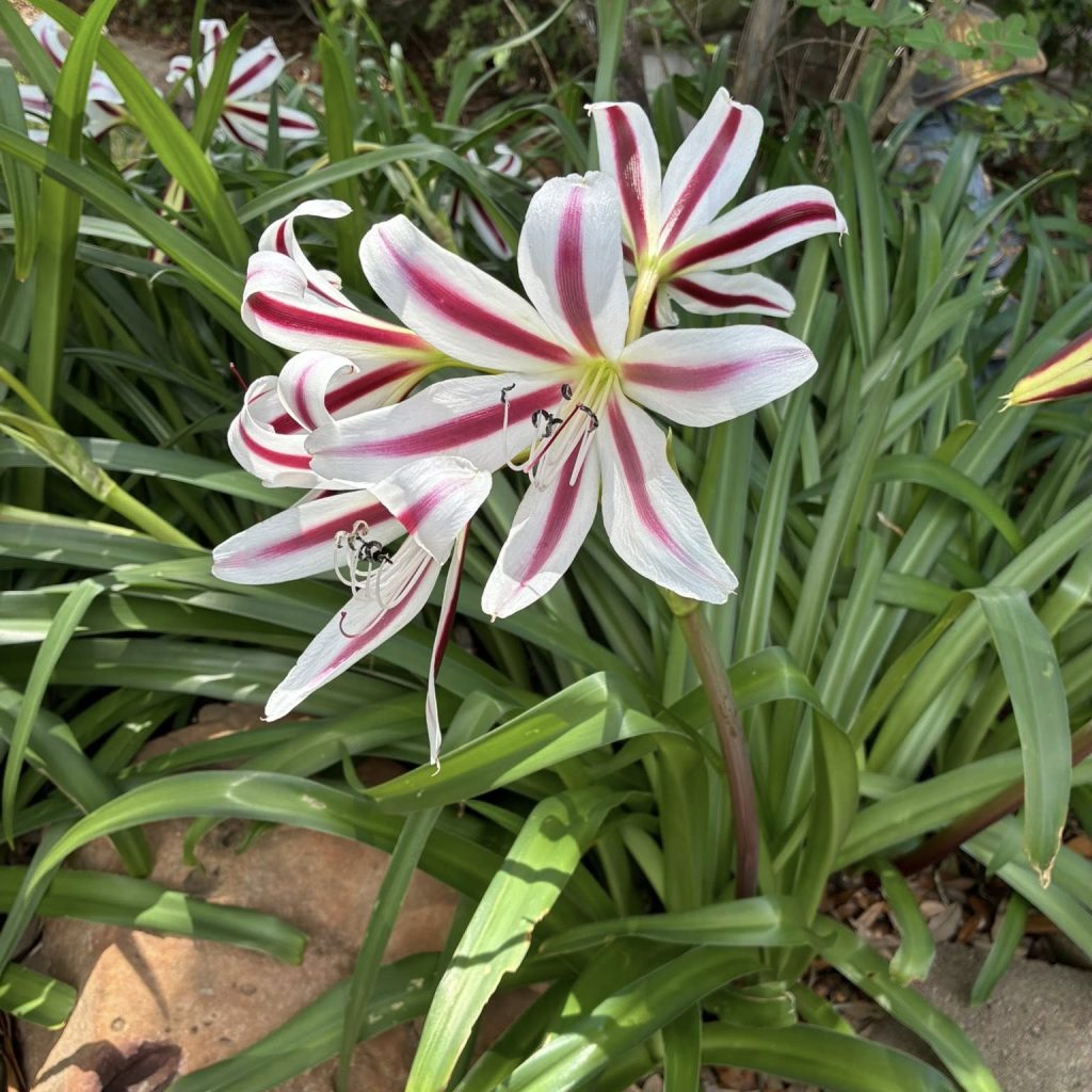 Red & White Crinum Lily Bulbs - 1 Count - Up to 2 ft Tall - Perennial Flower - Image 2