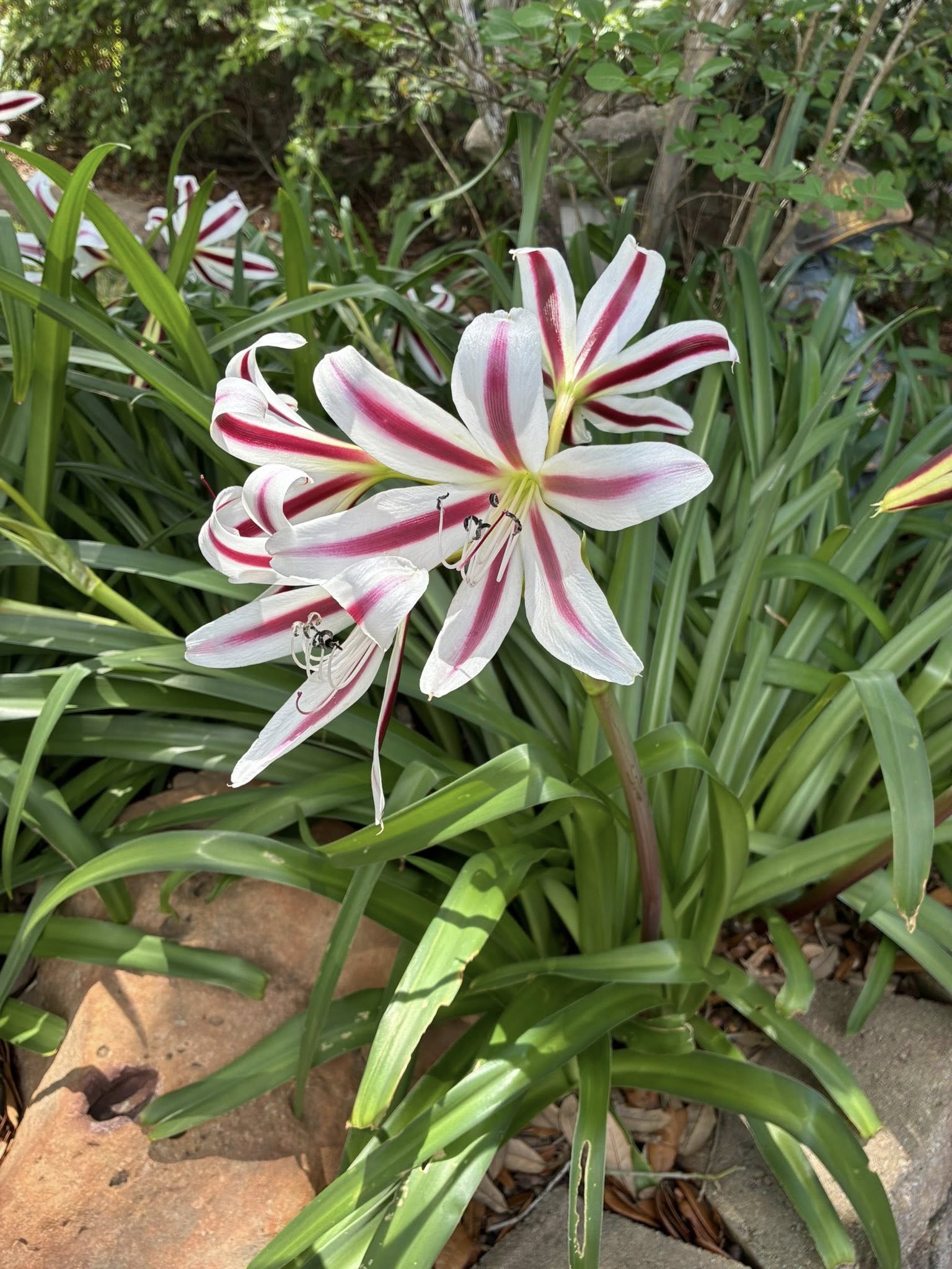 Red & White Crinum Lily Bulbs - 1 Count - Up to 2 ft Tall - Perennial Flower - Image 2
