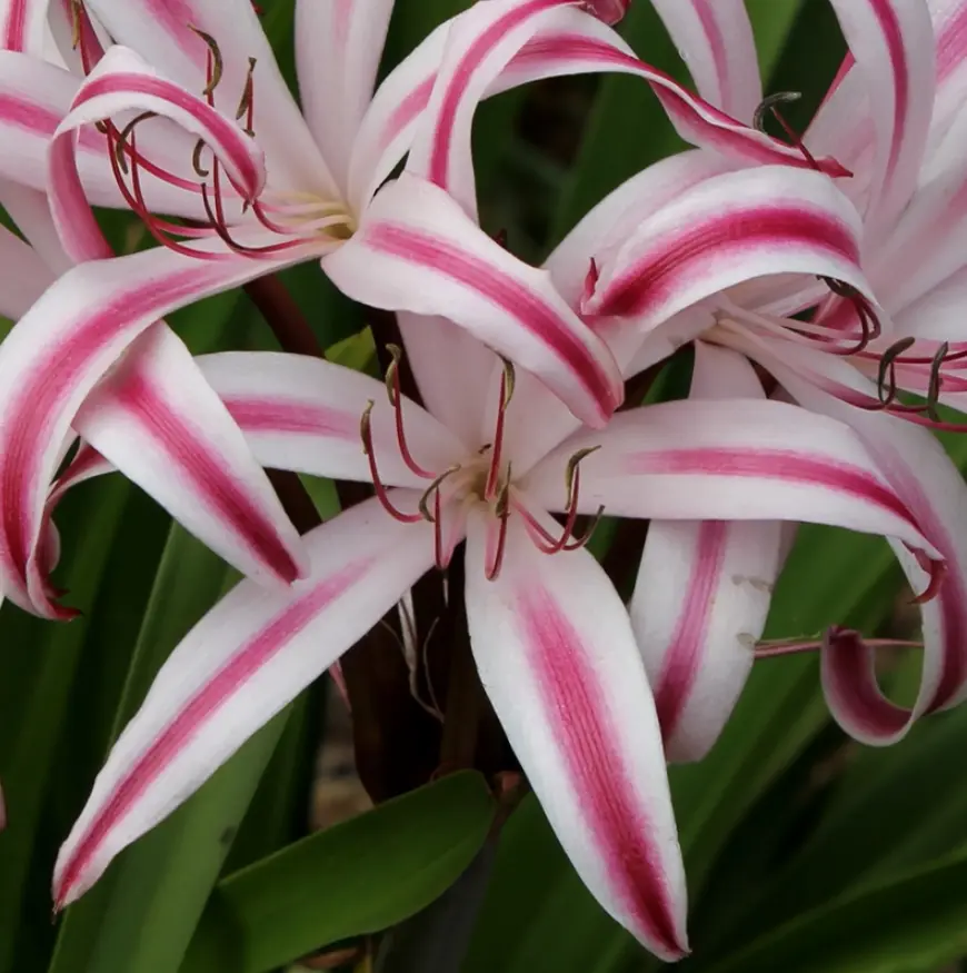 Red & White Crinum Lily Bulbs - 1 Count - Up to 2 ft Tall - Perennial Flower