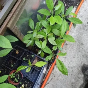 Avocado Live Plant - Up to 2 ft Tall - Tropical Fruit Tree for Indoor/Outdoor - Image 3