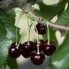 Black Cherry Tree Live Plant - 2 ft Tall Prunus serotina - Outdoor Fruit Tree - Image 1