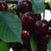 Black Cherry Tree Live Plants – 2 Pack Seedlings – Up to 2 ft Tall – Outdoor Fruit Tree - Image 1