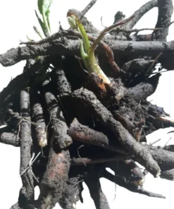 Bocking 14 Comfrey Plant Roots - 12 Pack, 4 Inch Long, Russian Comfrey - Image 2