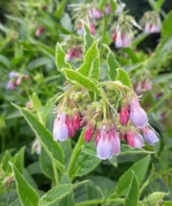 Bocking 14 Comfrey Plant Roots - 12 Pack, 4 Inch Long, Russian Comfrey - Image 6