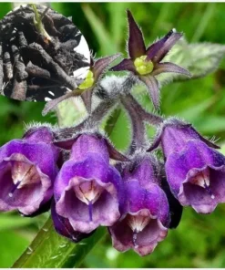 Bocking 14 Comfrey Plant Roots - 15 Pack - 4 Inch Long Perennial - Image 10