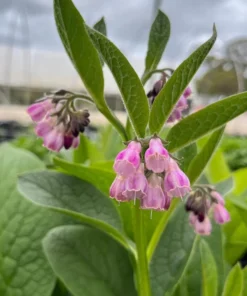 Bocking 14 Comfrey Plant Roots - 15 Pack - 4 Inch Long Perennial - Image 1