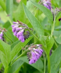 Bocking 14 Comfrey Plant Roots - 15 Pack - 4 Inch Long Perennial - Image 3
