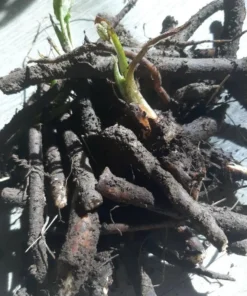 Bocking 14 Comfrey Plant Roots - 15 Pack - 4 Inch Long Perennial - Image 4