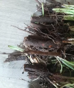 Bocking 14 Comfrey Plant Roots - 15 Pack - 4 Inch Long Perennial - Image 6