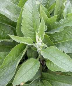 Bocking 14 Comfrey Plant Roots - 15 Pack - 4 Inch Long Perennial - Image 7