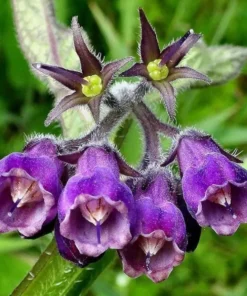 Bocking 14 Comfrey Plant Roots - 20 Packs, 4 Inch Long Bare Root Plant, Symphytum Officinale - Image 2