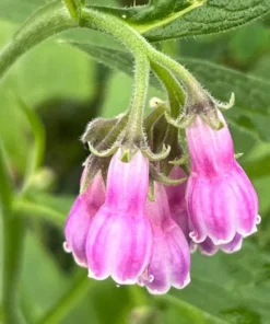 Bocking 14 Comfrey Plant Roots - 20 Packs, 4 Inch Long Bare Root Plant, Symphytum Officinale - Image 1